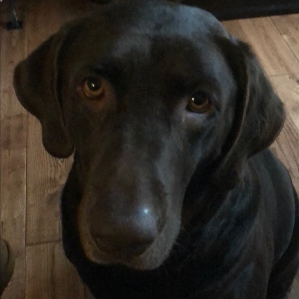 Meet your Posher, Darla